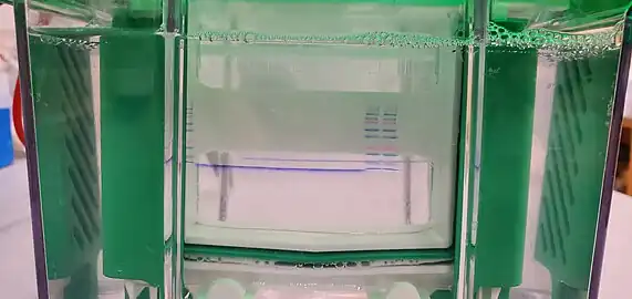 Electrophoresis chamber after an hour of electrophoresis at 80 Volts. In the first and the last two wells loaded, a commercial protein ladder was applied. The other loaded wells contain protein samples coated in SDS.