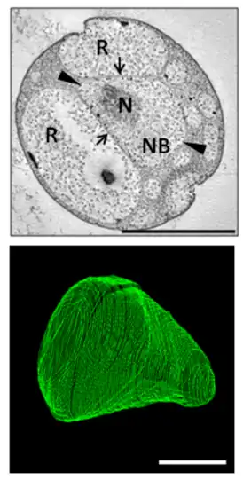 A two-dimensional electron micrograph of a single G. obscuriglobus cell, and a three-dimensional volume of one of its internal compartments.