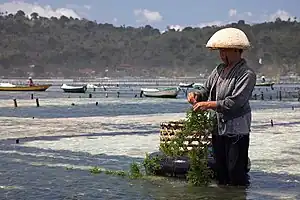 A person stands in shallow water, gathering seaweed that has grown on a rope.