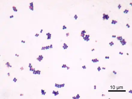 Gram stain of S. saprophyticus cells, which typically occur in clusters: The cell wall readily absorbs the crystal violet stain.