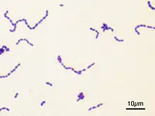blue stain of Streptococcus mutans