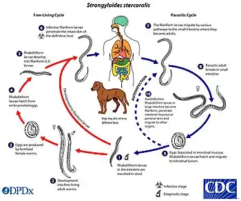 Diagram depicting the life cycle of Strongyloides Stercoralis