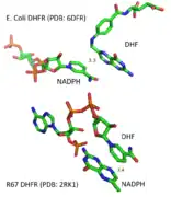 Structure difference of substrate binding in EcDHFR and R67 DHFR