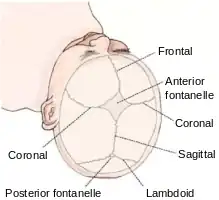 The Coronal suture