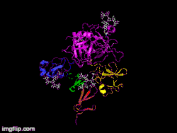 Here is TNK-tPA. It is very similar to t-PA, but the glycosylation occurring in Kringle 1 is manipulated. The mutation T103N means that glycosylation occurs at that point. The mutation N117E means that the high mannose sugar residue is absent at that point