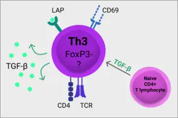 Th3 cells arise from naive CD4+ T lymphocytes in the presence of TGF-β, express CD4, CD69, LAP and produce TGF-β. Unlike the well characterised T regulatory cells (Treg), Th3 cells do not express transcription factor FOXP3. Currently there is no specific transcription factor defining Th3 cells. (transforming growth factor β, TGF-β; latency-associated peptide, LAT; T cell receptor, TCR)