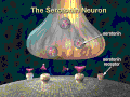 Illustration of serotonin neuron structure. Serotonin binds to receptors on neurons.