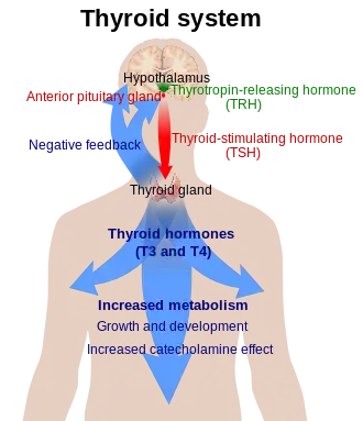 Diagram explaining the relationship between the thyroid hormones T3 and T4, thyroid stimulating hormone (TSH), and thyrotropin releasing hormone (TRH)