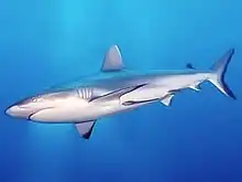 A shark swimming underwater in a bright blue sea
