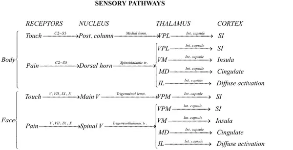 Text-and-line diagram of sensory-nerve pathways