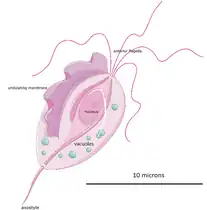 The structure of T. vaginalis
