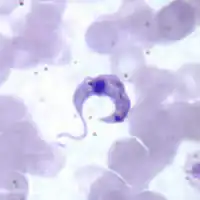 A crescent-shaped Trypanosoma cruzi parasite surrounded by red blood cells