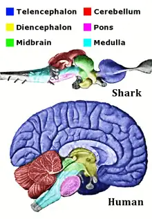 Corresponding regions of human and shark brain are shown. The shark brain is splayed out, while the human brain is more compact. The shark brain starts with the medulla, which is surrounded by various structures, and ends with the telencephalon. The cross-section of the human brain shows the medulla at the bottom surrounded by the same structures, with the telencephalon thickly coating the top of the brain.