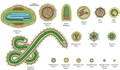 Virions of some of the most common human viruses with their relative size. Nucleic acids are not to scale. SARS stands as for SARS as for COVID-19, variola viruses for smallpox.