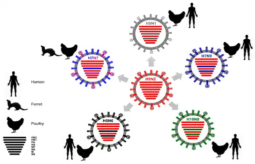 H9N2-type influenza A viruses donate their internal genes to other influenza A virus subtypes