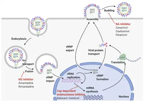 Influenza A virus replication cycle