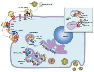 Hepatitis C virus replication cycle