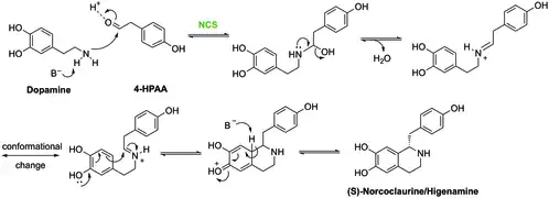 Synthesis of (S)-Higenamine by NCS and its mechanism.