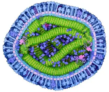 Artist's impression of a cross-section through a measles virus
