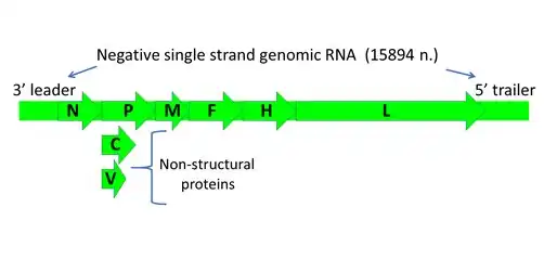 Measles morbillivirus genome structure