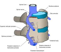 The nerve and bone components of the vertebrae