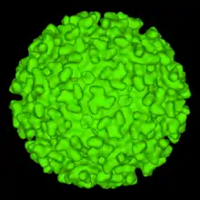 A computer-generated model of the surface of an "Alphavirus" derived by cryoelectron microscopy. The spike-like structures on the virion surface are trimers composed of heterodimers of the virion surface glycoproteins E1 and E2. These spikes are used by the virus to attach to susceptible animal cells