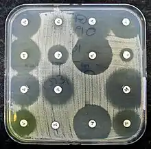 An agar plate containing multiple small white disks. Bacteria are growing evenly throughout the agar plate except where disks are placed. Clear areas around the disks indicate the effect of antibiotics.