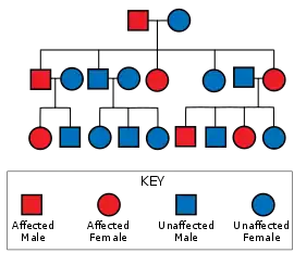 Diagram showing a father carrying the gene and an unaffected mother leading to some of their offspring being affected; those affected are also shown with some affected offspring; those unaffected have no affected offspring