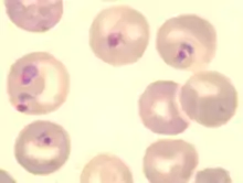 Blood forms of the rodent malaria parasite "Plasmodium berghei"