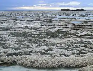 Bleaching damage to the Great Barrier Reef