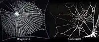 Caffeine effects on spider webs