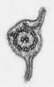 Electron micrograph of "Chilomastix cuspidata". The "9+2" axoneme and the enclosing membrane can be seen, the flagellum has two vanes.