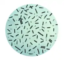 Photomicrograph of "Clostridium botulinum" bacteria stained with crystal violet