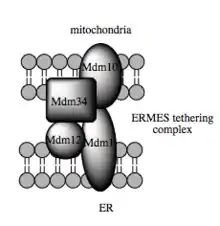 ERMES tethering complex.