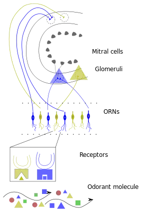 A simple diagram showing small triangles and rectangles that represent various chemical compounds rising up to a few lines that represent cells that can absorb them and then send electrical signals to the brain to interpret