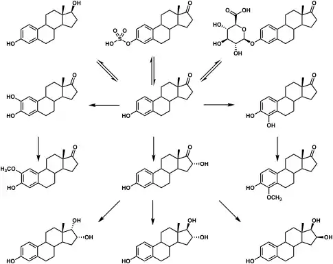 Graphic of the metabolic pathways of estradiol in humans