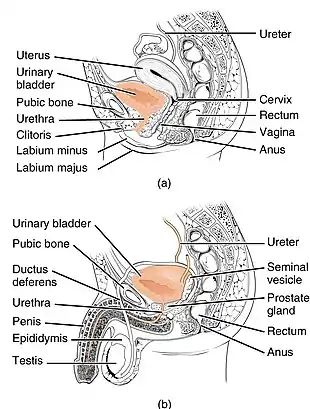 lower urinary tract