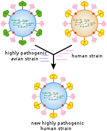 A cartoon showing how viral genes can be shuffled to form new viruses