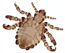 A magnified image of "Pthirus gorillae"