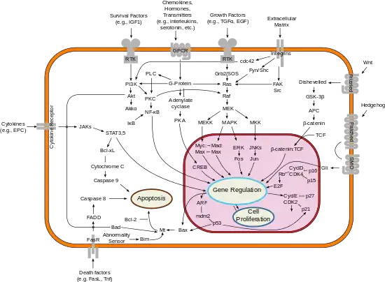 Overview of signal transduction pathways involved in apoptosis.