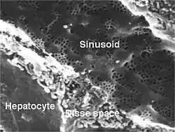 Scanning electron micrograph of a liver sinusoid with fenestrated endothelial cells. Fenestræ are approx 100 nm in diameter.