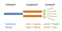 Vertebrate limbs are organized into stylopod, zeugopod, and autopod.