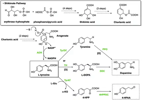 Synthesis of the two substrates: dopamine and 4-HPAA