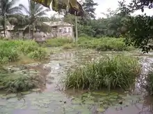  A house in a swampy area.