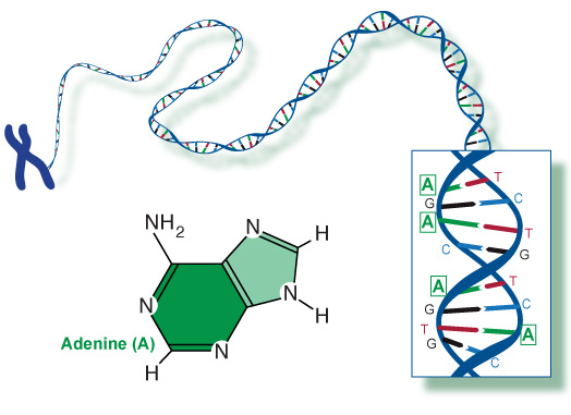 Adenine