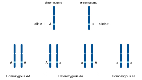 Allele