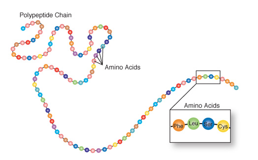 Amino Acids