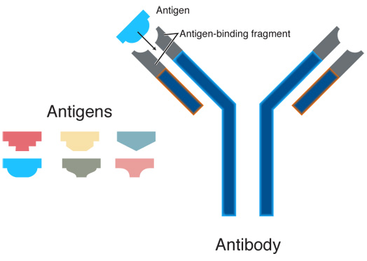 Antibody