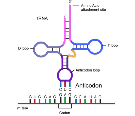 Anticodon