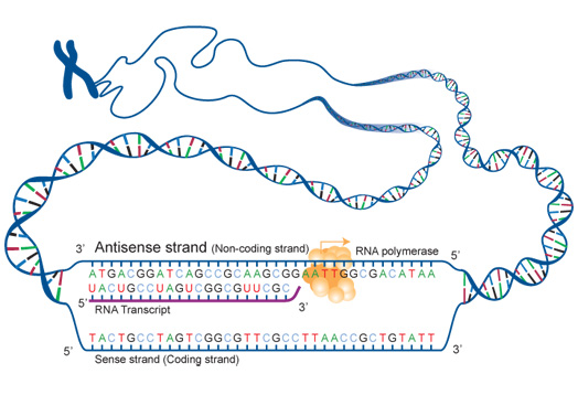 Antisense